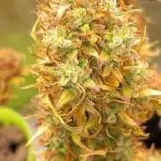 4 Mikromachine Auto Unbeliveble micro growbox Masterseeds!!
