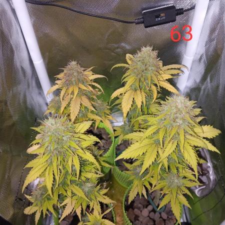 4 Mikromachine Auto Unbeliveble micro growbox Masterseeds!!