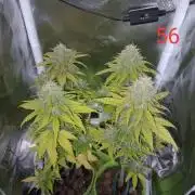 4 Mikromachine Auto Unbeliveble micro growbox Masterseeds!!
