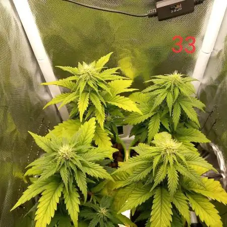 4 Mikromachine Auto Unbeliveble micro growbox Masterseeds!!