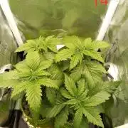 4 Mikromachine Auto Unbeliveble micro growbox Masterseeds!!