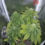 4 Mikromachine Auto Unbeliveble micro growbox Masterseeds!!