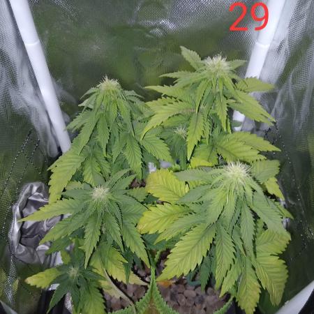 4 Mikromachine Auto Unbeliveble micro growbox Masterseeds!!