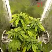 4 Mikromachine Auto Unbeliveble micro growbox Masterseeds!!