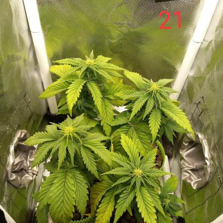 4 Mikromachine Auto Unbeliveble micro growbox Masterseeds!!
