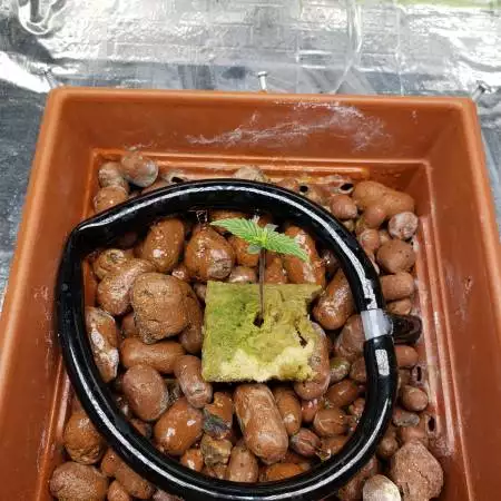 Sweet Seeds Jack47 fast version