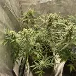 Zkittles