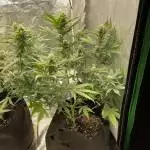 Wedding Cheesecake -FastBuds