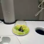 Lockdown Grow