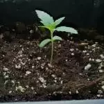 Girl Scout Auto Zami