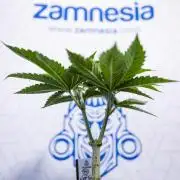 Nectar Drip #2 - Zamnesia x Tical x B&B