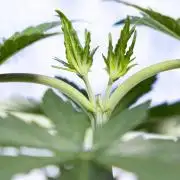 Permanent Marker - Zamnesia x B&B