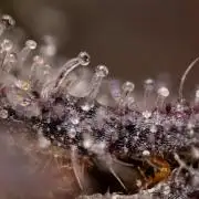 L.A. KUSH Cake #2 - Zamnesia x B&B