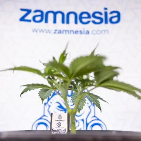 Godfather OG ✞ Auto - Zamnesia x B&B