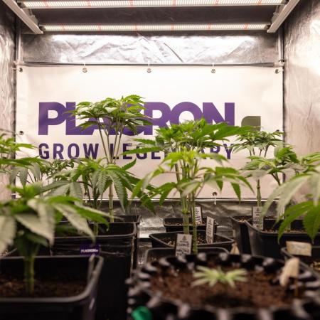 Sticky Broccoli - Zamnesia x B&B