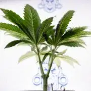 L.A. Kush Cake #3 - Zamnesia x B&B