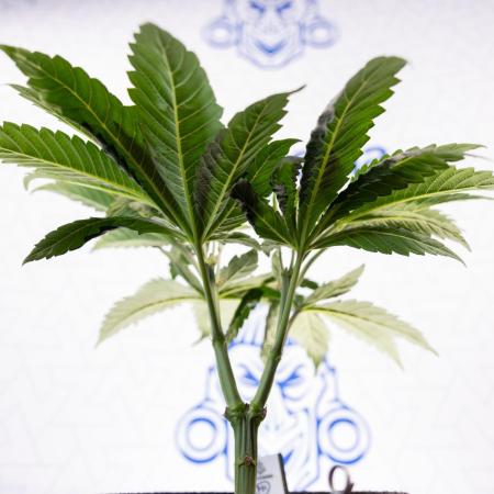 L.A. Kush Cake #3 - Zamnesia x B&B