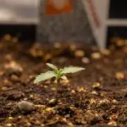 White Widow 🕷️ F1 Auto - Xamnesia x B&B