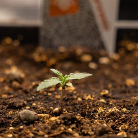 White Widow 🕷️ F1 Auto - Xamnesia x B&B