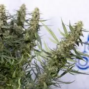 Chocolope 🍫 Auto - Zamnesia x B&B