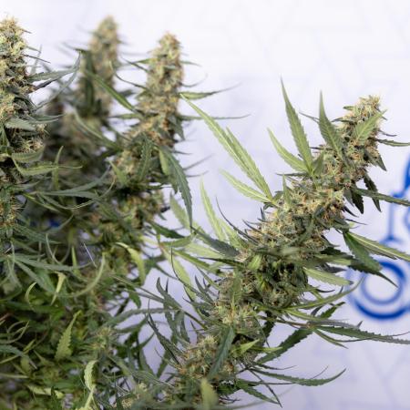Chocolope 🍫 Auto - Zamnesia x B&B