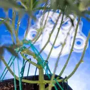 Karen Kush Auto II - Zamnesia x B&B