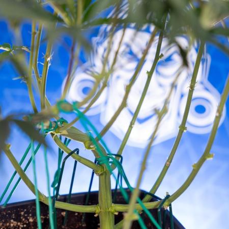 Karen Kush Auto II - Zamnesia x B&B