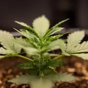 White Widow 🕷️ F1 Auto - Xamnesia x B&B