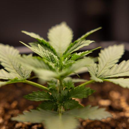 White Widow 🕷️ F1 Auto - Xamnesia x B&B