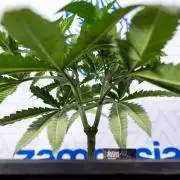 Sativa Fiesta 🤸 - Zamnesia x B&B