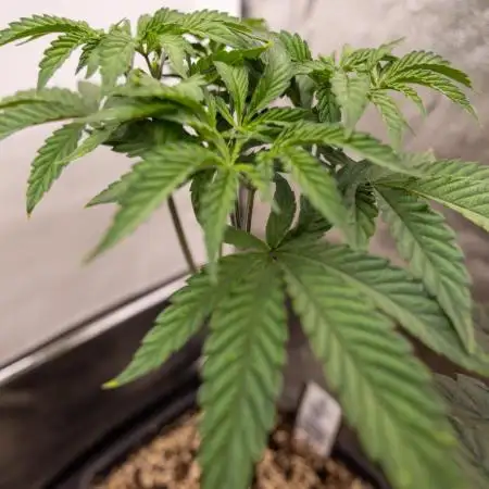 Lemon Cherry Gelato #1 - Zamnesia x B&B