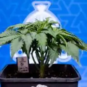 Critical Cheese Auto II - Zamnesia x B&B