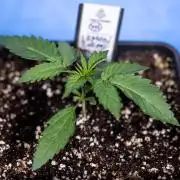 Lemon Cherry Gelato - Zamnesia x B&B