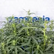 Mimosa 🌾 Auto - Zamnesia x B&B