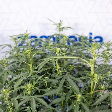 Mimosa 🌾 Auto - Zamnesia x B&B