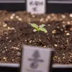 Karen Kush Auto II - Zamnesia x B&B