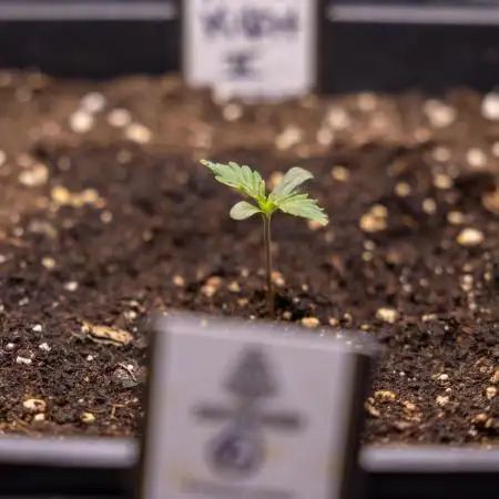 Karen Kush Auto II - Zamnesia x B&B