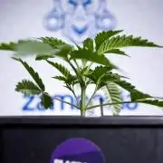 Georgia Pie 2 - Zamnesia x B&B