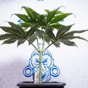 L.A. KUSH Cake #1 - Zamnesia x B&B