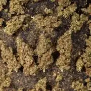 Alien OG 👽 - Zamnesia x B&B