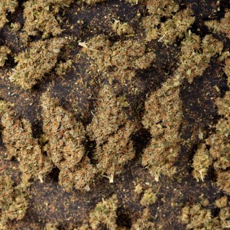 Alien OG 👽 - Zamnesia x B&B