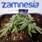 LSD 🌈⃤— F1 Auto - Zamnesia x B&B