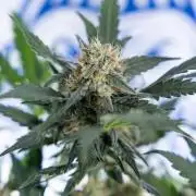 Watermelon Candy #2 - Zamnesia x B&B