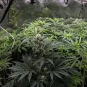 L.A. KUSH Cake #2 - Zamnesia x B&B