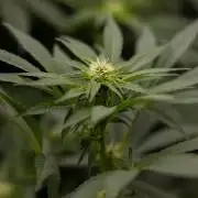London Pound Cake 🍰 - Zamnesia x B&B