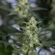 Monster Dwarf #1 Auto - Zamnesia x B&B