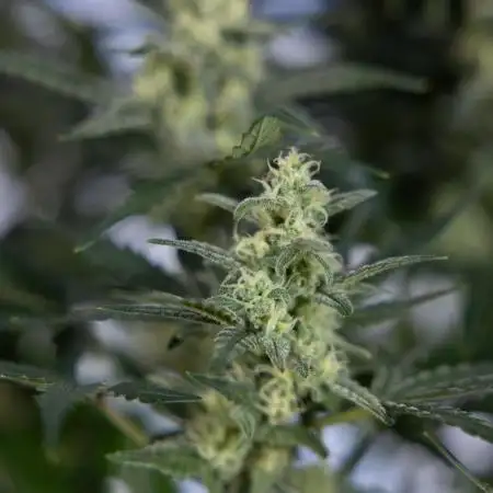 Monster Dwarf #1 Auto - Zamnesia x B&B