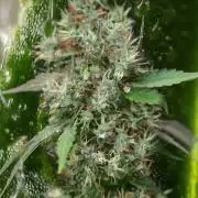 Alien OG 👽 - Zamnesia x B&B