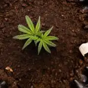 Lemon Cherry Gelato #3 - Clone - Zammi