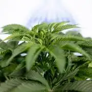 Nectar Drip #4 - Zamnesia x Tical x B&B